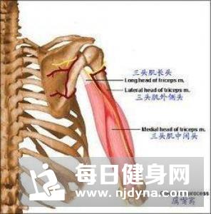 肱三头肌锻炼方法详解 绳索下拉是最简单的