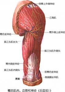 女士肱三头肌锻炼方法是什么