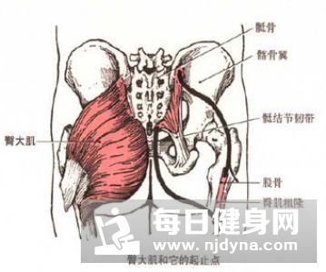 胫骨前肌位置及功能详解