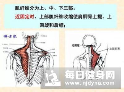 哑铃三角肌训练方法 原来是这几个方法