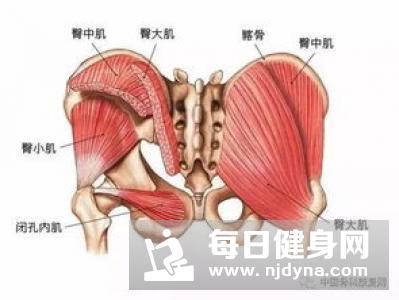 臀大肌外侧肌肉怎么练